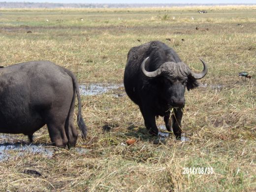 KODAK Digital Still Camera